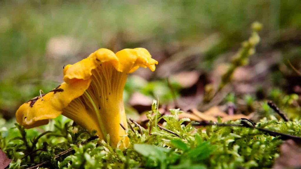 wild food van life Chanterelle Mushroom