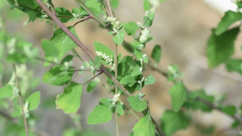 wild food van life Lambs quarters