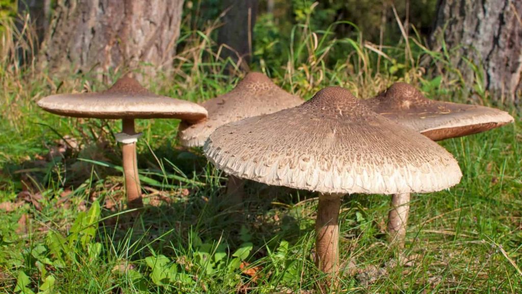 wild food van life Parasol Mushroom