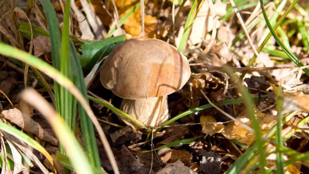 wild food van life Penny Bun Bolete