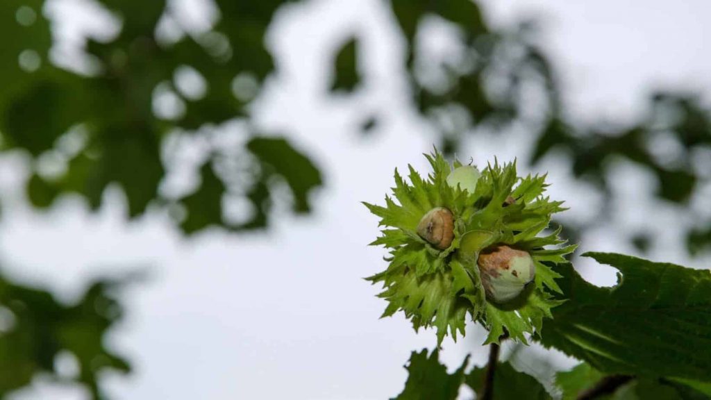 wild food van life hazelnuts