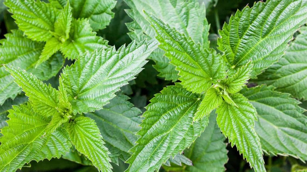 wild food van life nettles