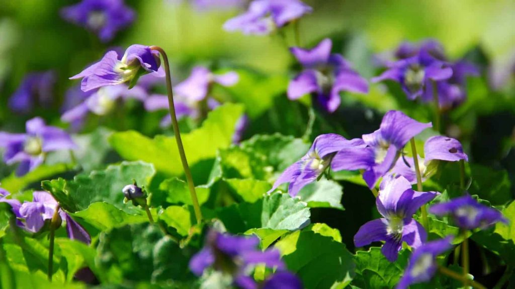 wild food van life violets