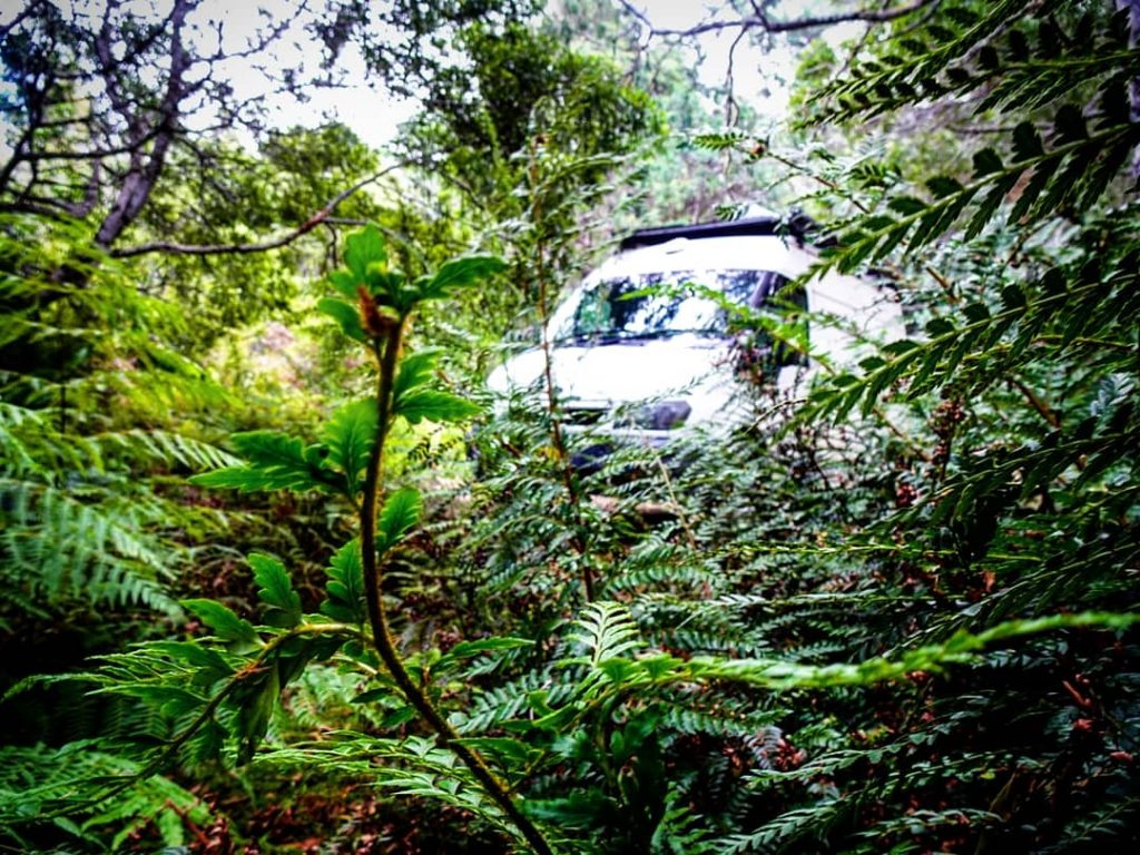 Vinny in the bush