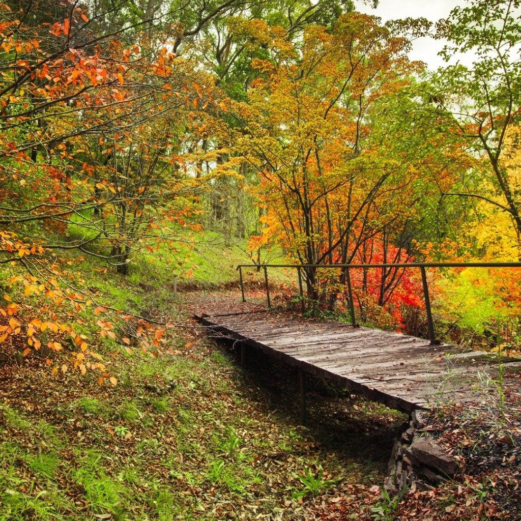 Autumnal walk